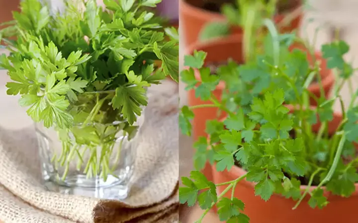 Hướng Dẫn Trồng Ngò Rí Tại Nhà: Từ A-Z Cho Người Mới Bắt Đầu