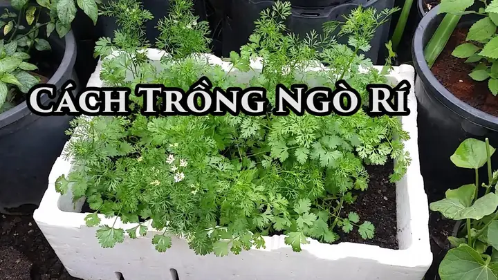 Hướng Dẫn Trồng Ngò Rí Tại Nhà: Từ A-Z Cho Người Mới Bắt Đầu