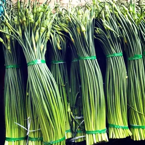 Hướng Dẫn Chi Tiết Cách Trồng Ngồng Tỏi Tại Nhà Dễ Dàng, Năng Suất Cao Hướng Dẫn Chi Tiết Cách Trồng Ngồng Tỏi Tại Nhà Dễ Dàng, Năng Suất Cao
