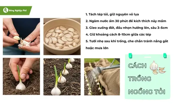 Hướng Dẫn Chi Tiết Cách Trồng Ngồng Tỏi Tại Nhà Dễ Dàng, Năng Suất Cao Hướng Dẫn Chi Tiết Cách Trồng Ngồng Tỏi Tại Nhà Dễ Dàng, Năng Suất Cao