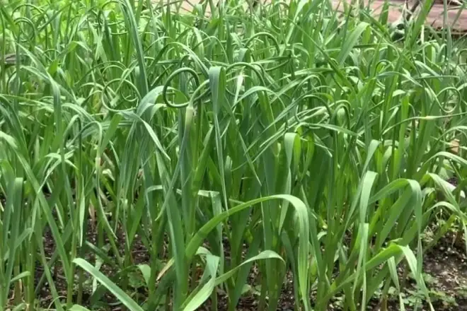 Hướng Dẫn Chi Tiết Cách Trồng Ngồng Tỏi Tại Nhà Dễ Dàng, Năng Suất Cao Hướng Dẫn Chi Tiết Cách Trồng Ngồng Tỏi Tại Nhà Dễ Dàng, Năng Suất Cao