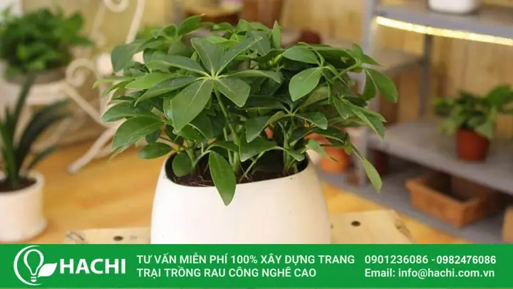 Cách Trồng Ngũ Gia Bì Thủy Sinh: Hướng Dẫn Chi Tiết Từ A-Z