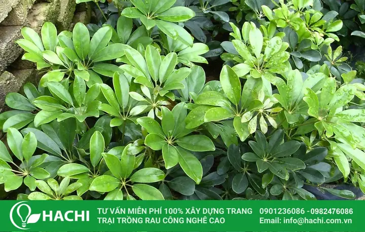 Cách Trồng Ngũ Gia Bì Thủy Sinh: Hướng Dẫn Chi Tiết Từ A-Z