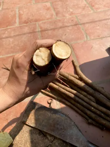 Hướng Dẫn Trồng Cây Ngưu Bàng Cho Củ To, Năng Suất Cao Từ A-Z