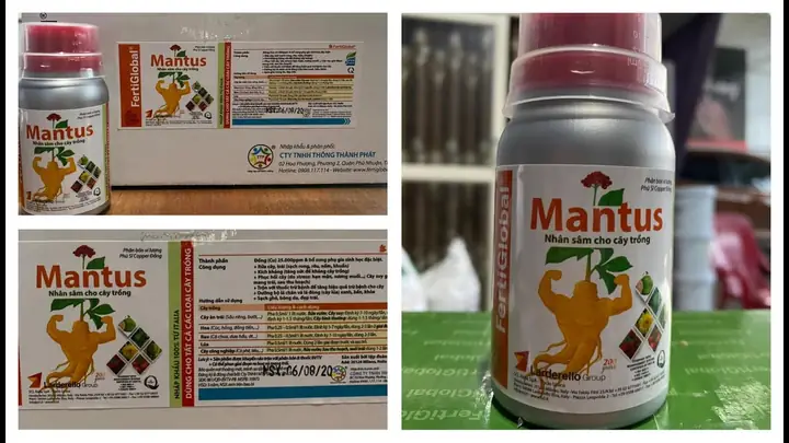 Hướng Dẫn Chi Tiết Cách Trồng Nhân Sâm Bằng Hạt Tại Nhà Hiệu Quả