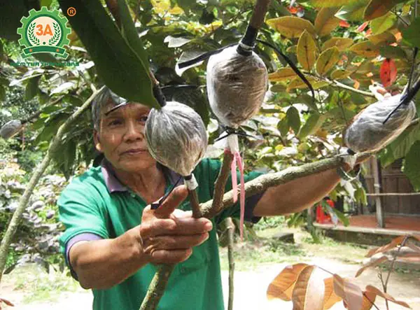 Hướng Dẫn Chi Tiết Cách Trồng Và Chăm Sóc Cây Nhãn Thái Đạt Năng Suất Cao