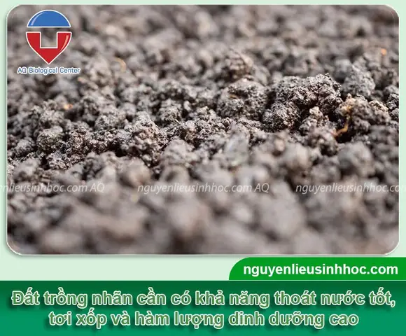 Cách Trồng Nhãn Trong Chậu: Hướng Dẫn Chi Tiết Từ A-Z Cho Trái Ngọt Quanh Năm Cách Trồng Nhãn Trong Chậu: Hướng Dẫn Chi Tiết Từ A-Z Cho Trái Ngọt Quanh Năm