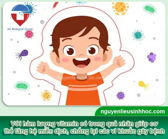 Cách Trồng Nhãn Trong Chậu: Hướng Dẫn Chi Tiết Từ A-Z Cho Trái Ngọt Quanh Năm Cách Trồng Nhãn Trong Chậu: Hướng Dẫn Chi Tiết Từ A-Z Cho Trái Ngọt Quanh Năm