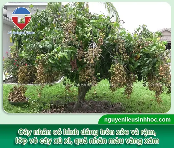 Cách Trồng Nhãn Trong Chậu: Hướng Dẫn Chi Tiết Từ A-Z Cho Trái Ngọt Quanh Năm Cách Trồng Nhãn Trong Chậu: Hướng Dẫn Chi Tiết Từ A-Z Cho Trái Ngọt Quanh Năm