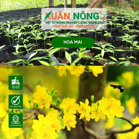 Bí Quyết Trồng Và Chăm Sóc Nhất Chi Mai Đà Lạt Ra Hoa Đẹp Như Ý