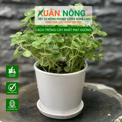 Cây Nhất Mạt Hương: Hướng Dẫn Chi Tiết Cách Trồng, Chăm Sóc Và Ý Nghĩa Phong Thủy Cây Nhất Mạt Hương: Hướng Dẫn Chi Tiết Cách Trồng, Chăm Sóc Và Ý Nghĩa Phong Thủy