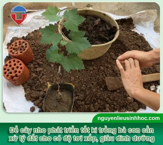 Bí Quyết Trồng Nho Sai Quả Trĩu Cành Hiệu Quả Tại Nhà Bí Quyết Trồng Nho Sai Quả Trĩu Cành Hiệu Quả Tại Nhà