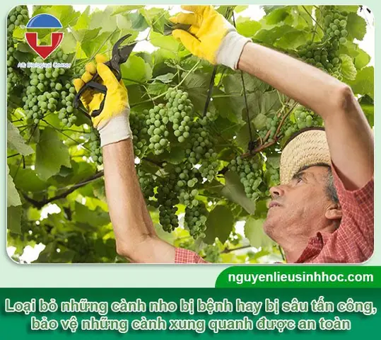 Bí Quyết Trồng Nho Sai Quả Trĩu Cành Hiệu Quả Tại Nhà Bí Quyết Trồng Nho Sai Quả Trĩu Cành Hiệu Quả Tại Nhà