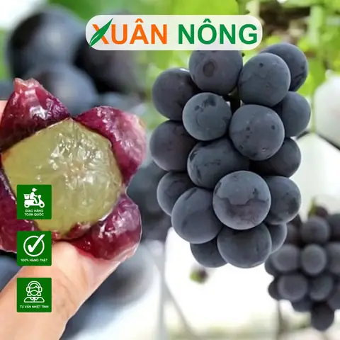Hướng Dẫn Chi Tiết Cách Trồng Nho Thân Leo Sai Quả Tại Nhà Từ A-Z
