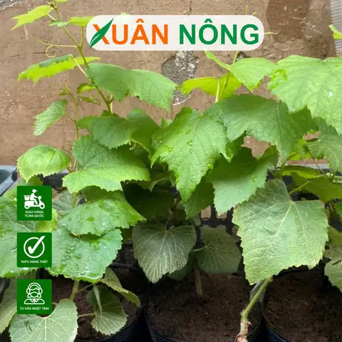 Hướng Dẫn Chi Tiết Cách Trồng Nho Thân Leo Sai Quả Tại Nhà Từ A-Z