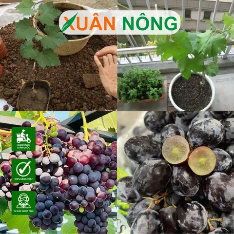 Hướng Dẫn Chi Tiết Cách Trồng Nho Thân Leo Sai Quả Tại Nhà Từ A-Z