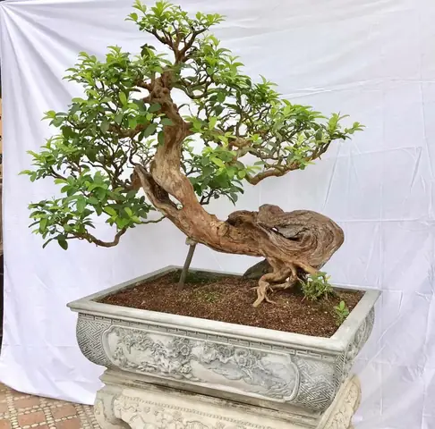Hướng Dẫn Chi Tiết Cách Trồng Và Chăm Sóc Cây Ổi Bonsai Đạt Chuẩn Hướng Dẫn Chi Tiết Cách Trồng Và Chăm Sóc Cây Ổi Bonsai Đạt Chuẩn