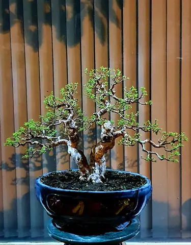 Hướng Dẫn Chi Tiết Cách Trồng Và Chăm Sóc Cây Ổi Bonsai Đạt Chuẩn Hướng Dẫn Chi Tiết Cách Trồng Và Chăm Sóc Cây Ổi Bonsai Đạt Chuẩn