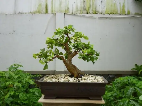 Hướng Dẫn Chi Tiết Cách Trồng Và Chăm Sóc Cây Ổi Bonsai Đạt Chuẩn Hướng Dẫn Chi Tiết Cách Trồng Và Chăm Sóc Cây Ổi Bonsai Đạt Chuẩn