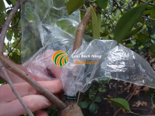 Hướng Dẫn Chi Tiết Cách Chiết Cành Ổi Ra Rễ Nhanh, Bầu Vững Chắc Hướng Dẫn Chi Tiết Cách Chiết Cành Ổi Ra Rễ Nhanh, Bầu Vững Chắc