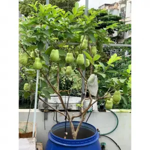 Cách Trồng Và Chăm Sóc Ổi Lê Đài Loan Cho Năng Suất Cao, Sai Quả