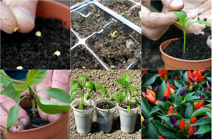 Cách Trồng Ớt Cảnh Sai Trĩu Quả, Vừa Ăn Vừa Làm Đẹp Nhà Cách Trồng Ớt Cảnh Sai Trĩu Quả, Vừa Ăn Vừa Làm Đẹp Nhà