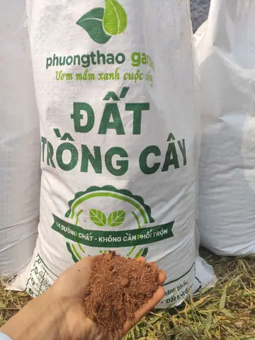 Hướng Dẫn Trồng Ớt Chỉ Thiên Trong Chậu Cho Năng Suất Cao, Quanh Năm