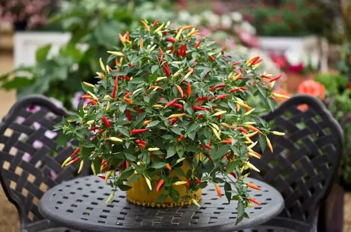 Hướng Dẫn Trồng Ớt Chỉ Thiên Trong Chậu Cho Năng Suất Cao, Quanh Năm