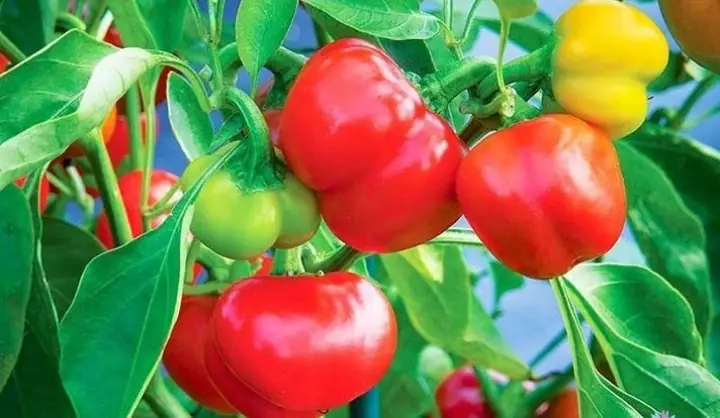 Hướng Dẫn Trồng Ớt Chuông Tại Nhà Sai Trĩu Quả Chuẩn Nhà Vườn