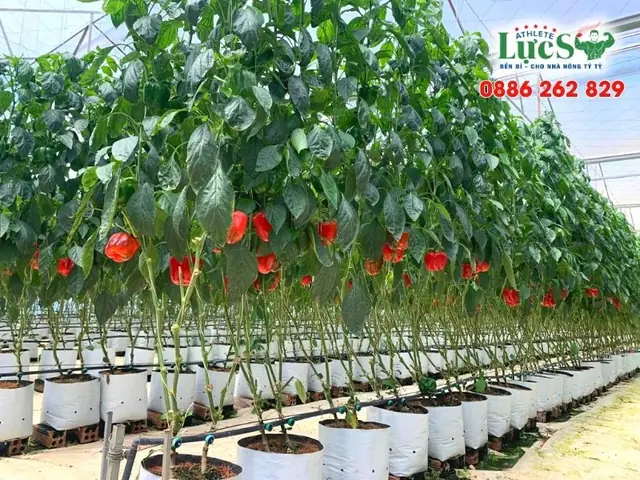 Hướng Dẫn Trồng Ớt Chuông Tại Nhà Sai Trĩu Quả Chuẩn Nhà Vườn