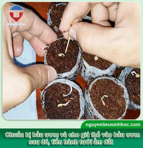 Hướng Dẫn Chi Tiết Cách Trồng Ớt Chuông Từ Hạt Tại Nhà Đơn Giản, Hiệu Quả Hướng Dẫn Chi Tiết Cách Trồng Ớt Chuông Từ Hạt Tại Nhà Đơn Giản, Hiệu Quả