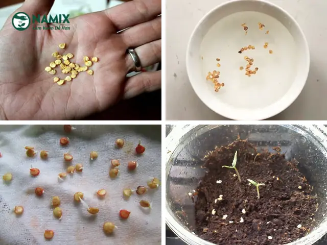 Hướng Dẫn Chi Tiết Cách Trồng Ớt Chuông Từ Hạt Tại Nhà Đơn Giản, Hiệu Quả Hướng Dẫn Chi Tiết Cách Trồng Ớt Chuông Từ Hạt Tại Nhà Đơn Giản, Hiệu Quả