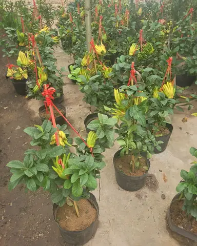 Hướng Dẫn Chi Tiết Cách Trồng Và Chăm Sóc Cây Phật Thủ Ra Quả Đẹp, Thơm Lâu