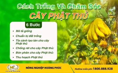 Hướng Dẫn Chi Tiết Cách Trồng Và Chăm Sóc Cây Phật Thủ Ra Quả Đẹp, Thơm Lâu