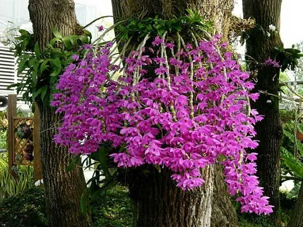Cách Trồng Và Chăm Sóc Phi Điệp Vàng Ra Hoa Đẹp, Chuẩn Kỹ Thuật Cách Trồng Và Chăm Sóc Phi Điệp Vàng Ra Hoa Đẹp, Chuẩn Kỹ Thuật