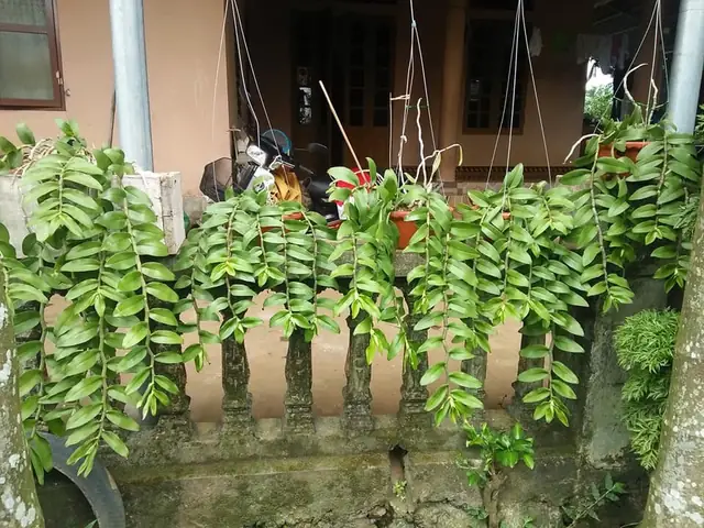 Cách Trồng Và Chăm Sóc Phi Điệp Vàng Ra Hoa Đẹp, Chuẩn Kỹ Thuật Cách Trồng Và Chăm Sóc Phi Điệp Vàng Ra Hoa Đẹp, Chuẩn Kỹ Thuật