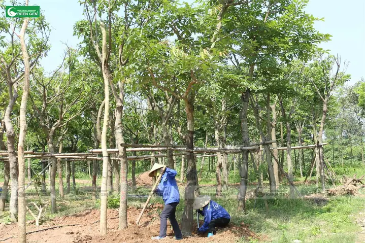 Cách Trồng Phôi Bằng Lăng Tím Đạt Tỷ Lệ Sống Cao Chuẩn Kỹ Thuật Cách Trồng Phôi Bằng Lăng Tím Đạt Tỷ Lệ Sống Cao Chuẩn Kỹ Thuật