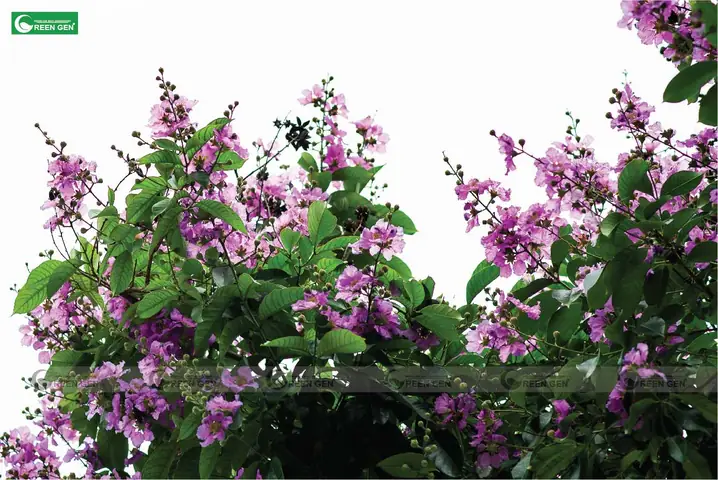 Cách Trồng Phôi Bằng Lăng Tím Đạt Tỷ Lệ Sống Cao Chuẩn Kỹ Thuật Cách Trồng Phôi Bằng Lăng Tím Đạt Tỷ Lệ Sống Cao Chuẩn Kỹ Thuật