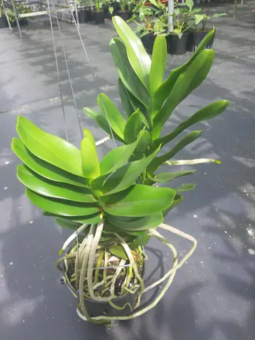 Cách Trồng Và Chăm Sóc Lan Hoàng Nhạn Ra Hoa Đẹp, Chuẩn Kỹ Thuật Cách Trồng Và Chăm Sóc Lan Hoàng Nhạn Ra Hoa Đẹp, Chuẩn Kỹ Thuật