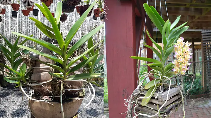 Cách Trồng Và Chăm Sóc Lan Hoàng Nhạn Ra Hoa Đẹp, Chuẩn Kỹ Thuật Cách Trồng Và Chăm Sóc Lan Hoàng Nhạn Ra Hoa Đẹp, Chuẩn Kỹ Thuật