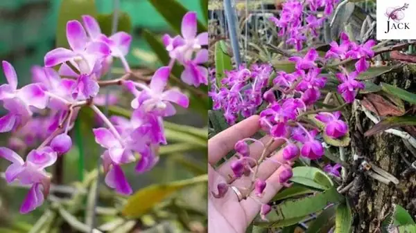 Cách Trồng Và Chăm Sóc Lan Quế Tím Phát Triển Khỏe Mạnh, Ra Hoa Đẹp