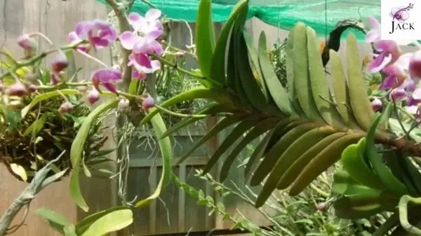 Cách Trồng Và Chăm Sóc Lan Quế Tím Phát Triển Khỏe Mạnh, Ra Hoa Đẹp