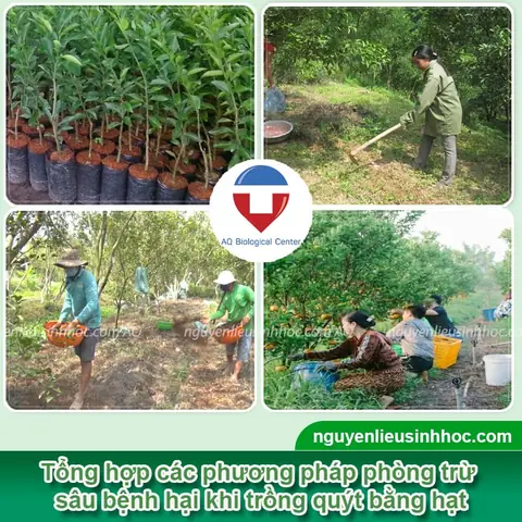 Hướng Dẫn Chi Tiết Cách Trồng Cây Quýt Bằng Hạt Tại Nhà: Từ A-Z