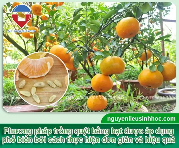 Hướng Dẫn Chi Tiết Cách Trồng Cây Quýt Bằng Hạt Tại Nhà: Từ A-Z