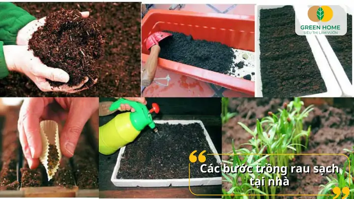 Hướng Dẫn Chi Tiết Cách Trồng Rau An Toàn Tại Nhà Cho Người Mới Bắt Đầu