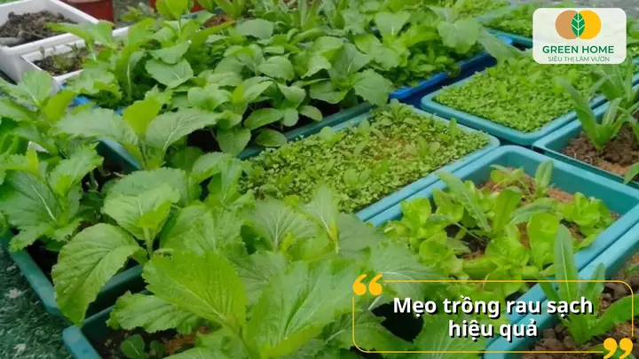 Hướng Dẫn Chi Tiết Cách Trồng Rau An Toàn Tại Nhà Cho Người Mới Bắt Đầu