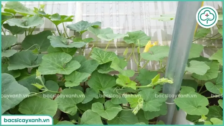 Cách Trồng Rau Bí Đỏ Lấy Ngọn Hiệu Quả Tại Nhà Cách Trồng Rau Bí Đỏ Lấy Ngọn Hiệu Quả Tại Nhà