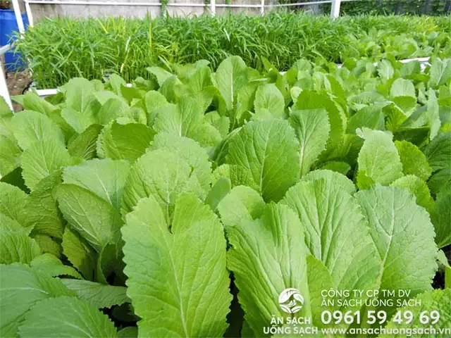 Hướng Dẫn Trồng Rau Cải Tại Nhà: Từ A-Z Đơn Giản, Năng Suất Cao Hướng Dẫn Trồng Rau Cải Tại Nhà: Từ A-Z Đơn Giản, Năng Suất Cao