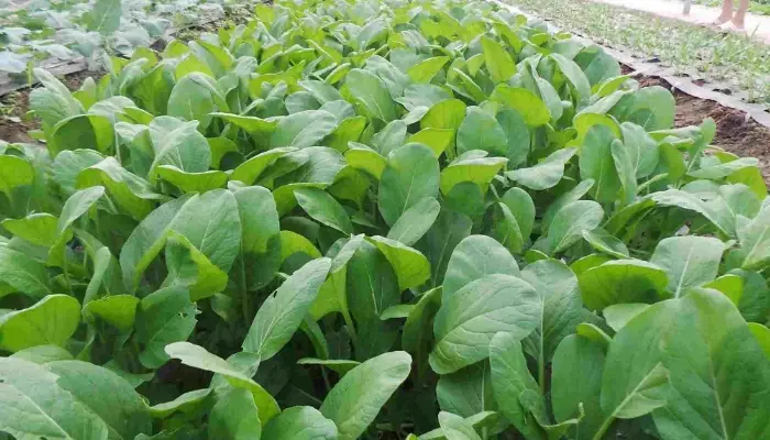 Hướng Dẫn Trồng Rau Cải Tại Nhà: Từ A-Z Đơn Giản, Năng Suất Cao Hướng Dẫn Trồng Rau Cải Tại Nhà: Từ A-Z Đơn Giản, Năng Suất Cao