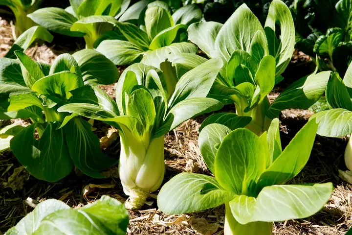 Hướng Dẫn Trồng Rau Cải Tại Nhà: Từ A-Z Đơn Giản, Năng Suất Cao Hướng Dẫn Trồng Rau Cải Tại Nhà: Từ A-Z Đơn Giản, Năng Suất Cao